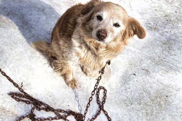 Ilustračný obrázok k článku Koniec psích väzňov? Sloboda zvierat chce presadiť zákaz držania psov na reťaziach