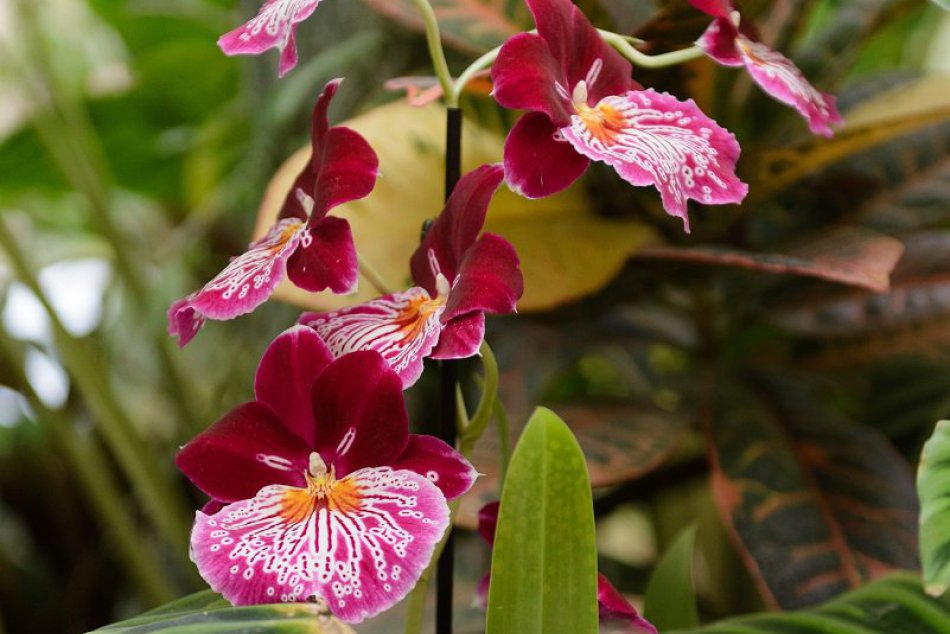 Ilustračný obrázok k článku KURIOZITA DŇA: V Nitre kvitne najväčšia zbierka orchideí na Slovensku