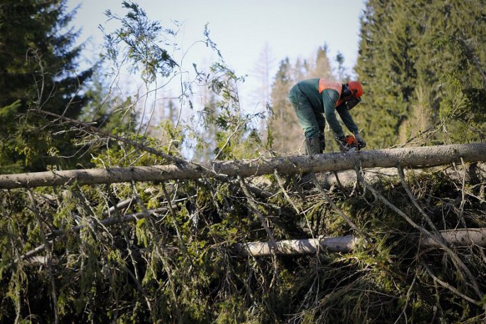 Ilustračný obrázok k článku V Tatrách úradoval VETRISKO: Vyvrátené tisícky stromov, kde to bolo najhoršie?