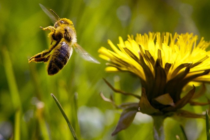 Ilustračný obrázok k článku Včelárom uhynulo vyše 11-tisíc včiel: Produkciu medu to neovplyvní