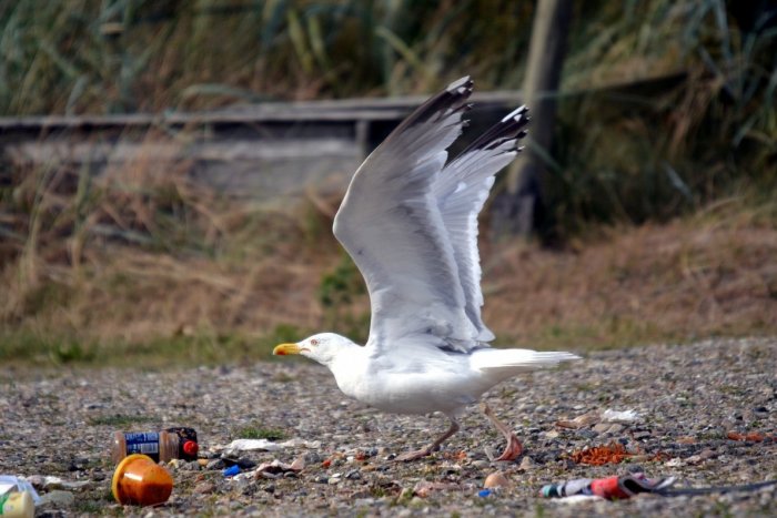 Ilustračný obrázok k článku Orgnitológovia upozorňujú: Plasty ohrozujú vtáky na celom svete