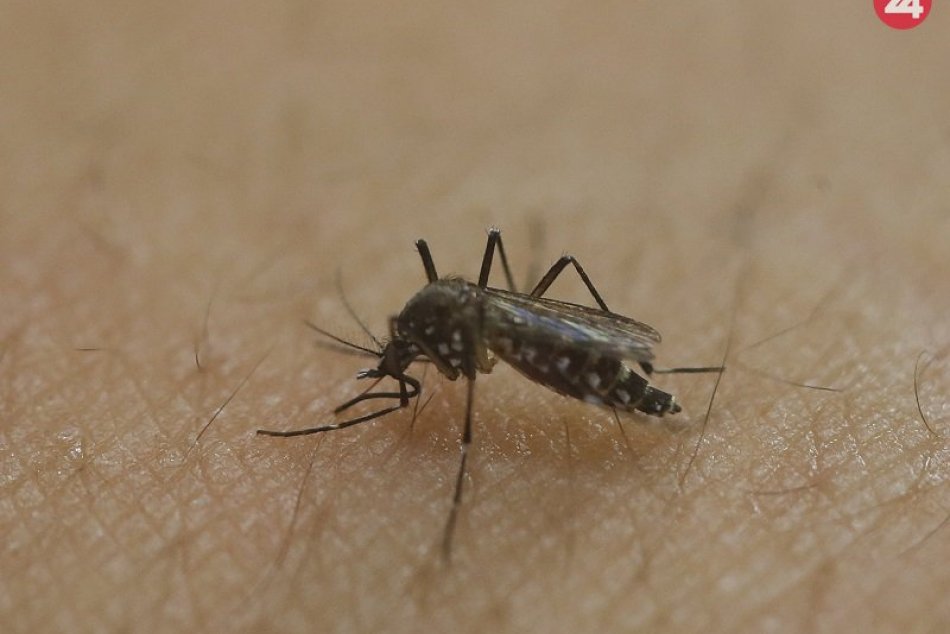 Ilustračný obrázok k článku RADÍME: Trápia vás komáre? TIPY hygienikov, ako sa ich zbavíte