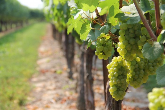 Ilustračný obrázok k článku Cech vinárov varuje: Slovensko môže byť o pár rokov bez vlastných vinohradov