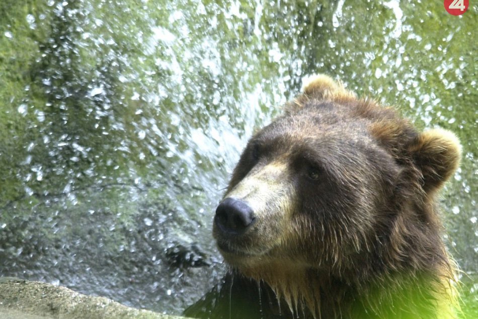 Ilustračný obrázok k článku SVET O SLOVENSKU: Zbesilý útek pred medveďom