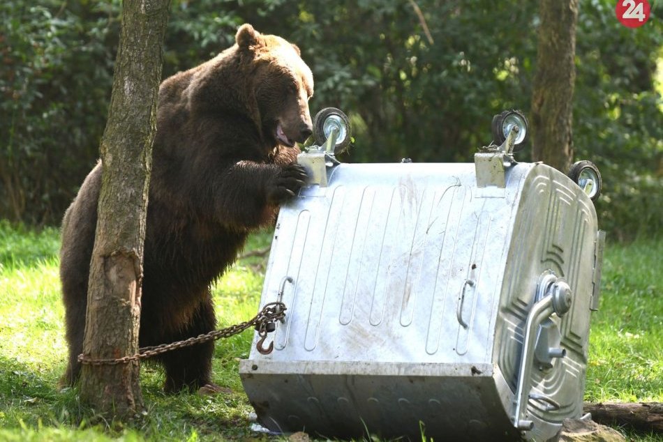 Ilustračný obrázok k článku Premnožené medvede v Tatrách: Hlásené sú stovky prípadov ich výskytu v mestských častiach