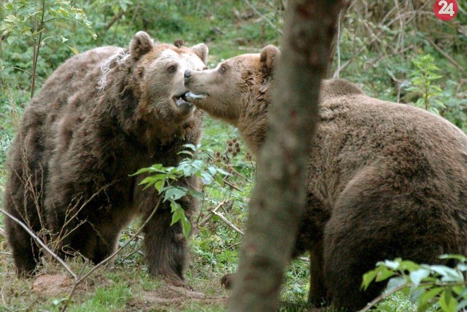 Ilustračný obrázok k článku Medvede spozorovali aj v Malých Karpatoch: Ochranári upokojujú verejnosť
