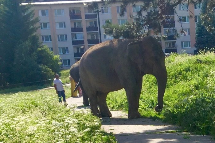 Ilustračný obrázok k článku Toto sa len tak nevidí: Slony na prechádzke v Kremnici? FOTO