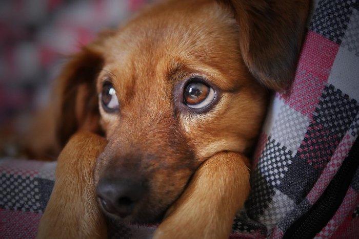 Ilustračný obrázok k článku Majitelia psov v Nórsku majú hlavy v smútku: Ich miláčikov napadla zákerná choroba