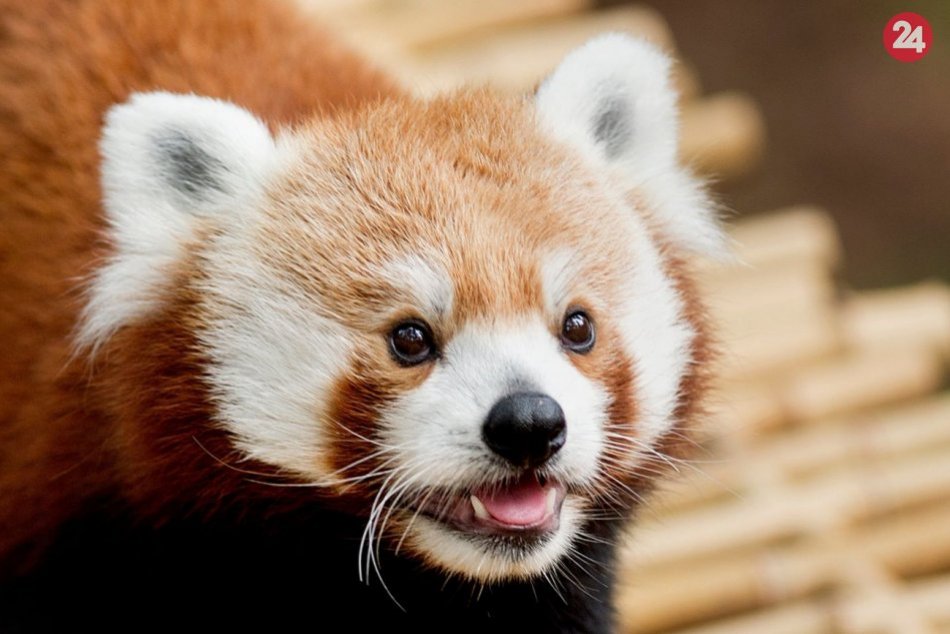 Ilustračný obrázok k článku Poplach v Plzni: Zo zoo utiekla vzácna panda červená