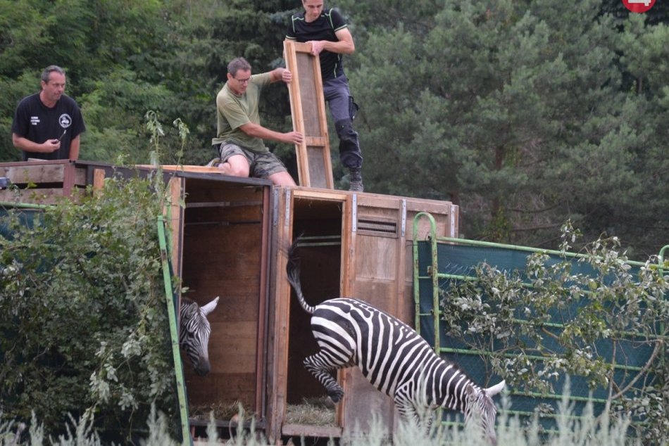 Ilustračný obrázok k článku Vzácne zebry bezhrivé opäť začali chovať v košickej zoo, hrozí im vyhynutie, FOTO
