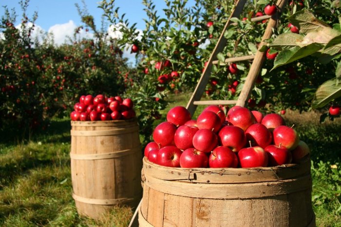 Ilustračný obrázok k článku RANNÁ ŠTVORKA: Pripomíname si Deň pôvodných odrôd jabĺk, teploty do 23 stupňov