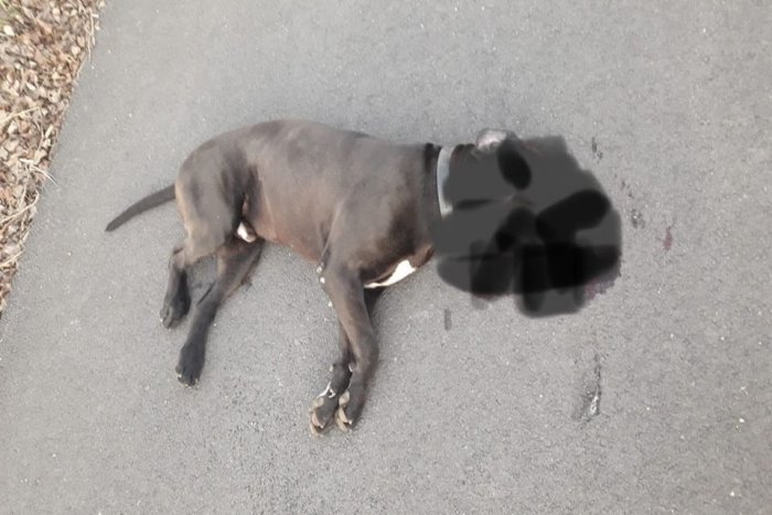 Ilustračný obrázok k článku Útok bojových psov pri Trnave: Pani (75) prekvapili pri venčení psíka, padli výstrely