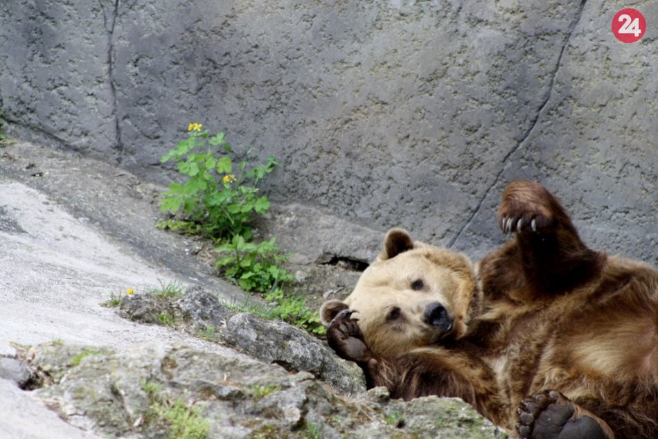 Ilustračný obrázok k článku SVET O SLOVENSKU: Medvede z Bojníc by sa mali presťahovať do Anglicka