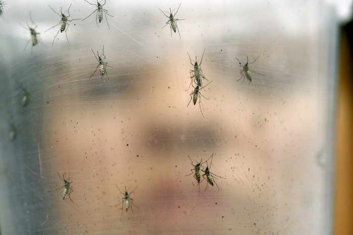 Ilustračný obrázok k článku Viete, prečo sme po bodnutí komárov nervózni? Odborníci radia, ako sa ich doma zbaviť