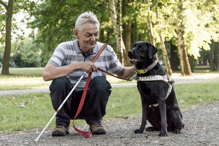 Ilustračný obrázok k článku Nevidiaci Imrich vycvičil niekoľko vodiacich psov: Dali mi samostatnosť, aj šťastie
