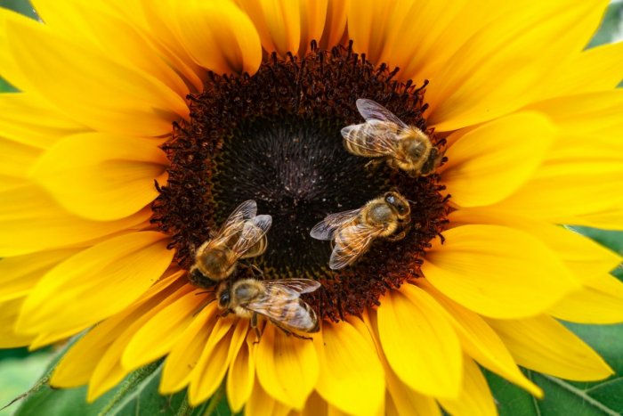 Ilustračný obrázok k článku Hláste, kde vám uleteli včely: Neuveríte, aké byrokratické BLUDY na Slovensku vyhrávajú