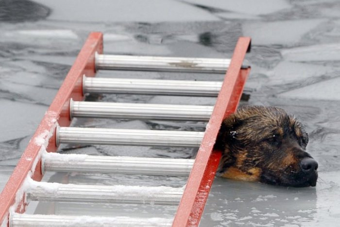 Ilustračný obrázok k článku Riskoval život v ľadovej vode: Muž sa vrhol do Štrkoveckého jazera, aby zachránil psíka