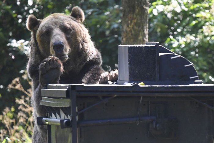Ilustračný obrázok k článku Ochranári o medvedici s mladými pri Hrebienku: Čaká ich smrť?