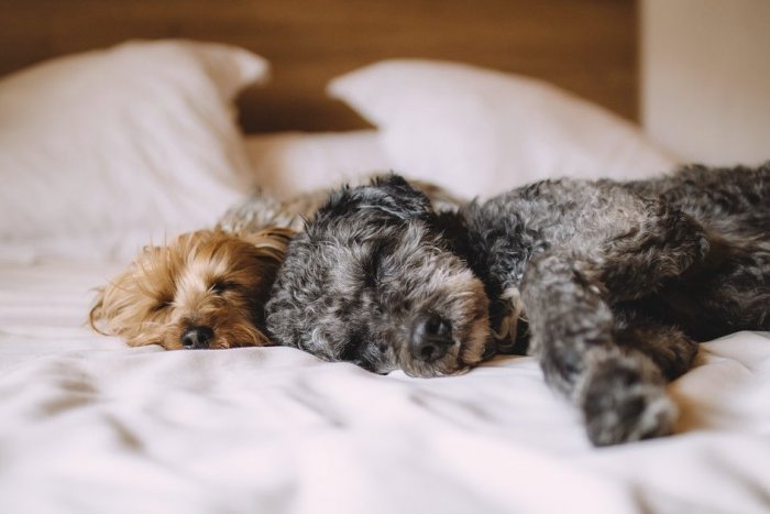 Ilustračný obrázok k článku Že pes nepatrí do postele? 7 dôvodov, prečo sa vám možno takéto spanie zapáči!