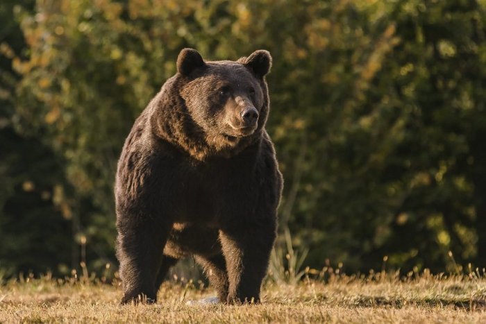 Ilustračný obrázok k článku SVET O SLOVENSKU: Medvede zo Slovenska prenikajú už aj do Maďarska