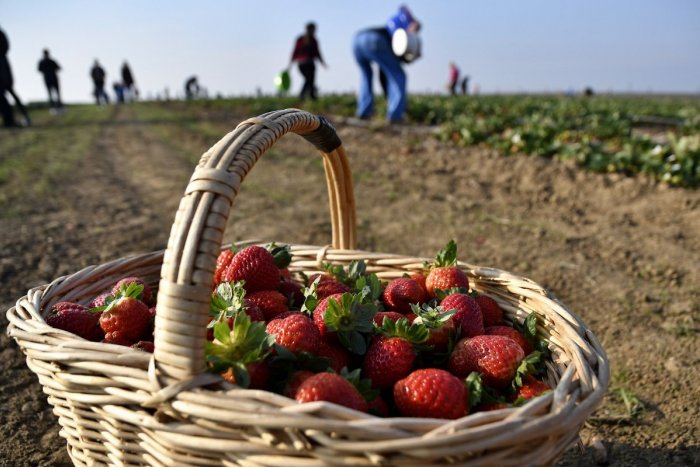 Illustrative picture for the article SELF-PICKING season starts: How much will we pay for a basket of tasty strawberries this year?
