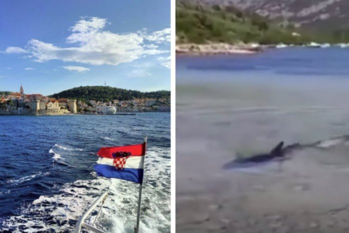 Ilustračný obrázok k článku Šokujúce VIDEO z Chorvátska: Dovolenkárov vystrašil na pláži žralok!