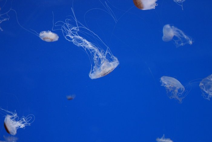 Ilustračný obrázok k článku V Jadranskom mori sa objavili nebezpečné medúzy: Spôsobujú popáleniny, bolesti i jazvy