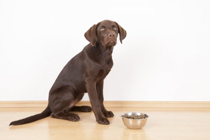 Ilustračný obrázok k článku Prečo sú granule pre psov ideálnou stravou?