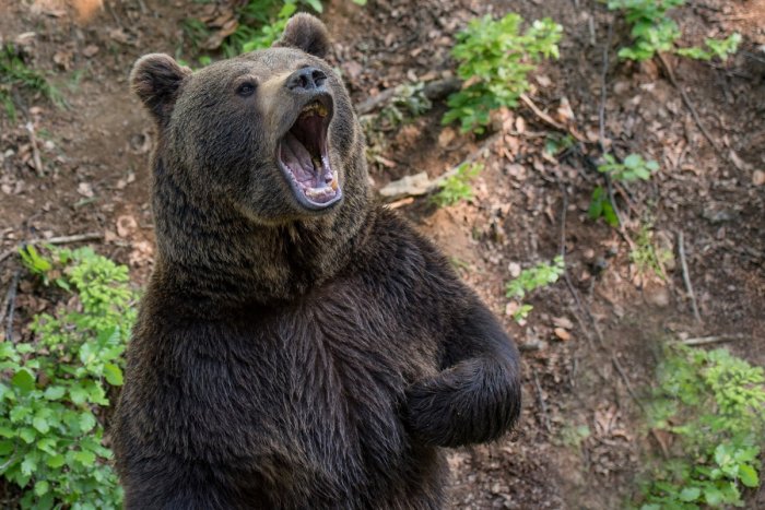 Ilustračný obrázok k článku Hrozný zážitok turistu na Liptove: Medveď sa rozbehol priamo na neho