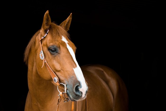 Ilustračný obrázok k článku HÁDANKA, ktorá vás poriadne popletie: Podarilo sa mužovi zarobiť na predaji koňa?