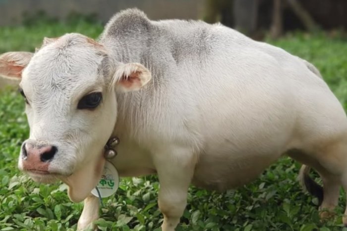 Ilustračný obrázok k článku KURIOZITA DŇA: Z najmenšej kravy na svete internetová celebrita! Majiteľ za ňou smúti