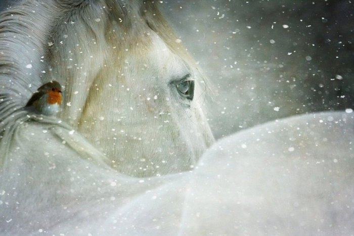 Ilustračný obrázok k článku Blíži sa Martin na bielom koni: Potvrdí sa pranostika a docvála so snežením? + PREDPOVEĎ