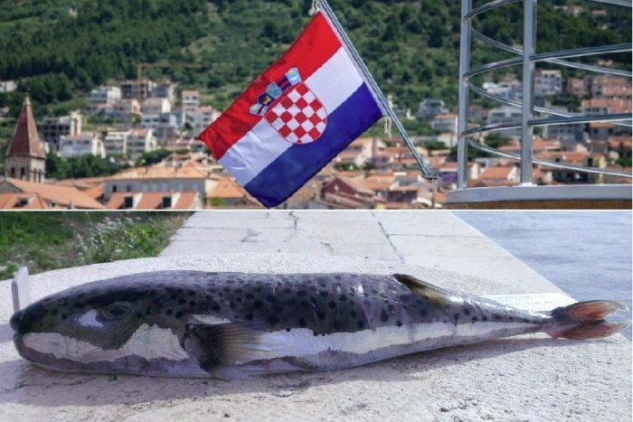 Ilustračný obrázok k článku Poplach v Chorvátsku: V mori ulovili extrémne jedovatú rybu. Môže zabiť človeka!