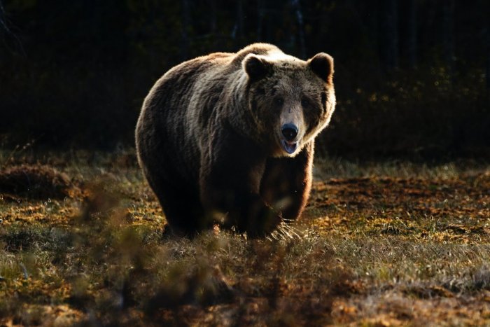Ilustračný obrázok k článku Na Slovensku došlo k HROZIVÉMU útoku medveďa: Mužovi spôsobil zranenia