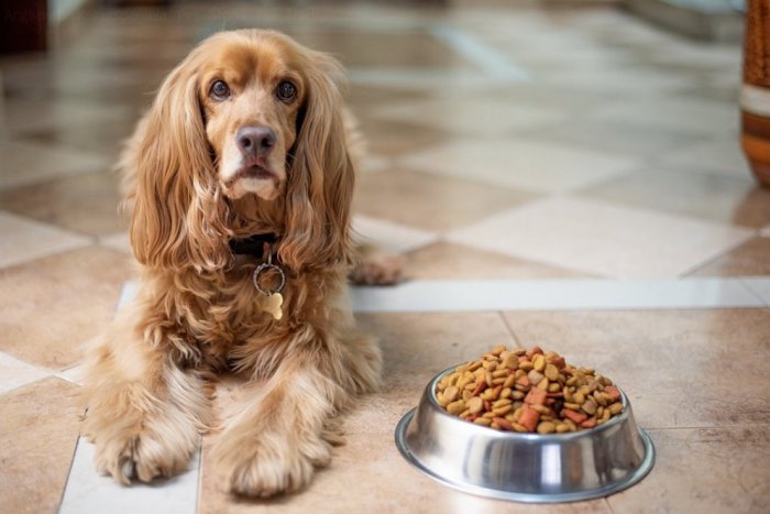 Ilustračný obrázok k článku Ako SPRÁVNE kŕmiť psa? Niektorí psičkári „predkladajú“ sebe aj havkáčom CHOROBY