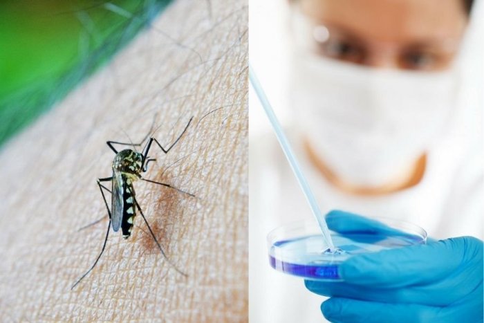 Ilustračný obrázok k článku Vedci varujú: Vírus Zika naberá na sile! Máme tu hrozbu ĎALŠEJ PANDÉMIE?