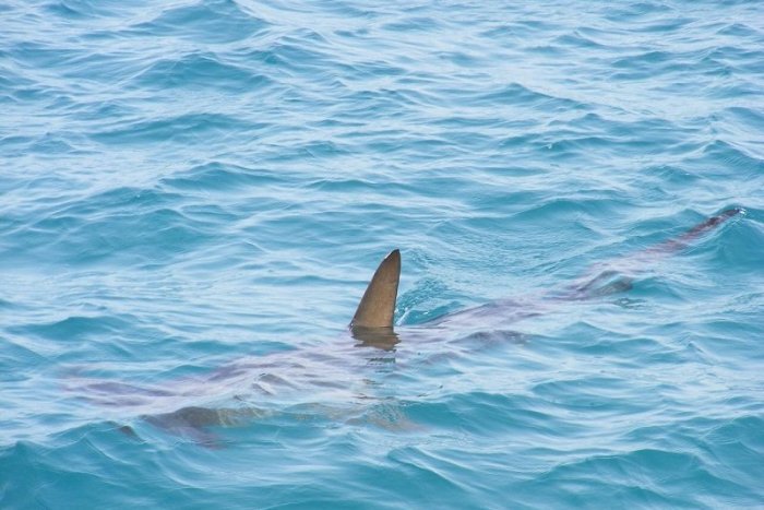 Ilustračný obrázok k článku VIDEO: Šok dovolenkárov v Turecku! Žralok ohrozoval ľudí, turisti ho ZMLÁTILI mopom