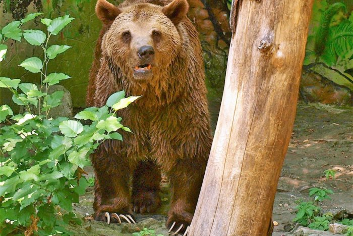Ilustračný obrázok k článku Ochranári o útoku medveďa pri Domaniži: Správa o vytrhnutí kusu stehna je HOAX