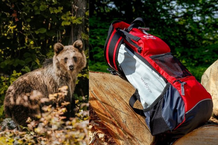 Ilustračný obrázok k článku Pilčíkov v lese prekvapil MEDVEĎ: Ukradol im ruksak, ZJEDOL celú desiatu