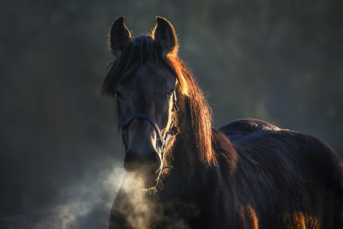 Ilustračný obrázok k článku Zo stajne v Česku zmizol vzácny kôň: Žrebec zrejme patrí Putinovmu SPOJENCOVI