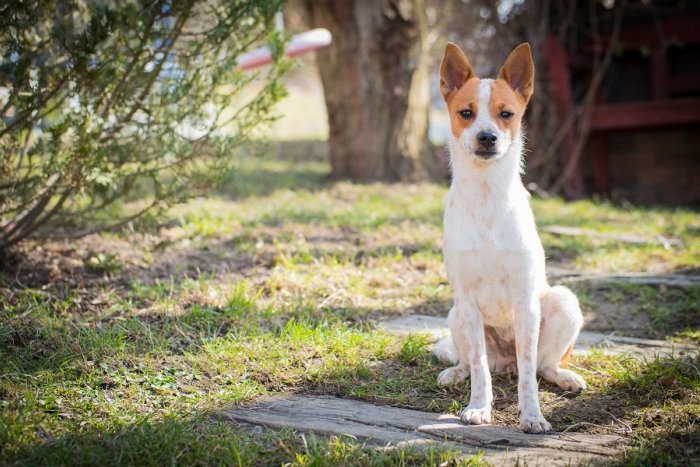 Ilustračný obrázok k článku Drzý východniarsky pes je hviezdou internetu: Fenku menom Pampi Slováci milujú, VIDEO