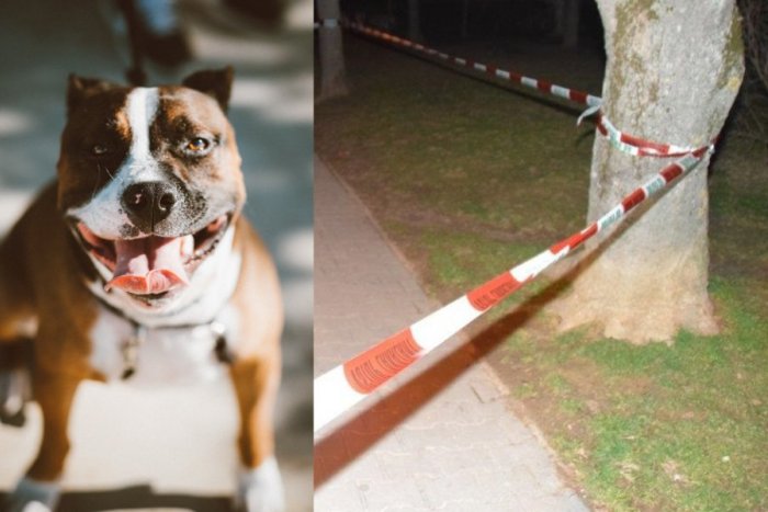 Ilustračný obrázok k článku BRUTÁLNY útok na sídlisku: Rozbesnený pes DOHRÝZOL ženu na tvári, je po operácii
