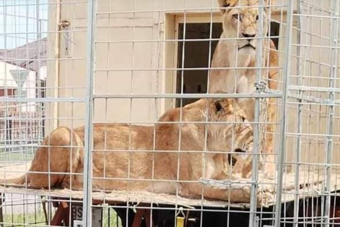 Illustratives Bild zum Artikel Warten auf die nächste Tragödie?  Zirkusartisten transportieren Löwen in kleinen Käfigen durch die Slowakei