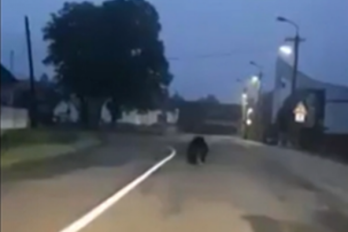 Ilustračný obrázok k článku VIDEO: Naháňačka, aká sa len tak nevidí: MEDVEĎ utekal pred autom cez CELÚ obec!