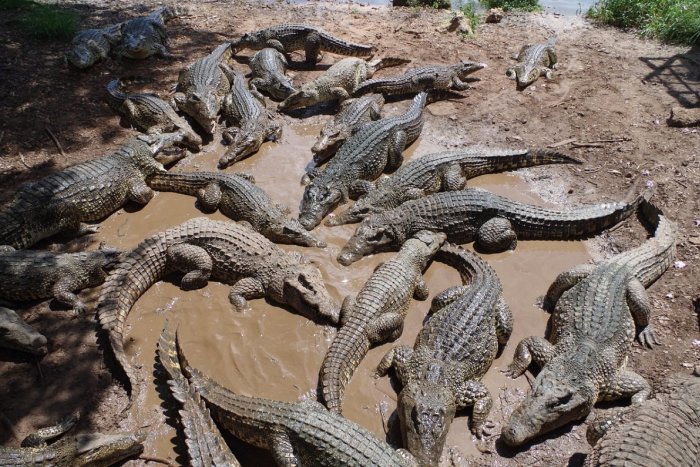 Imagem ilustrativa para o artigo ÓTIMA morte no recinto dos crocodilos: O homem foi literalmente DESPEDIDO