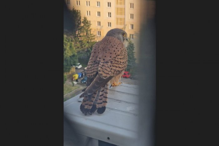 Ilustračný obrázok k článku UNIKÁTNY záber z bratislavskej bytovky: VZÁCNY vták si vegetil na klimatizácii!
