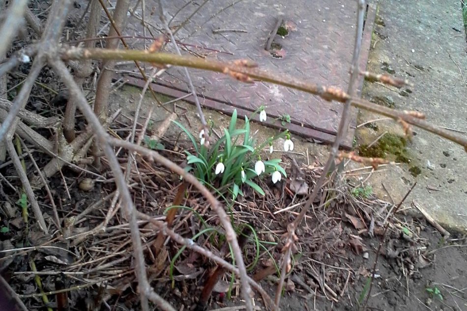 Prvé výkriky jari: V našich končinách rozkvitli krásne snežienky