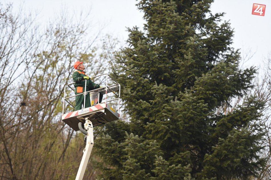 Pozrite si ho na fotkách:Tento strom z Trnavského okresu skrášli vianočný Brusel