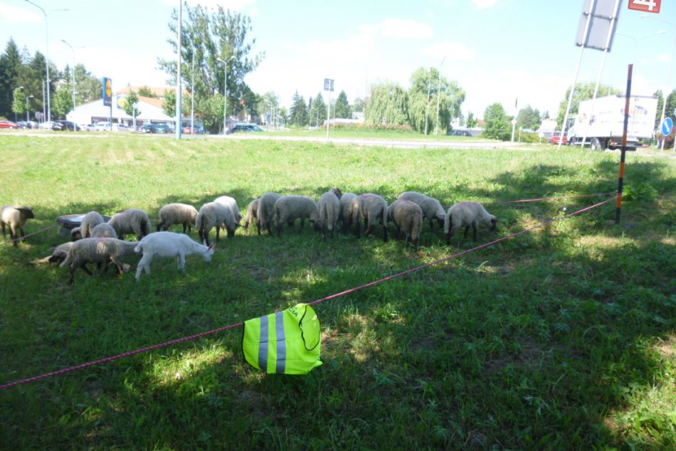 V OBRAZOCH: Mestskí policajti zaháňali ovce