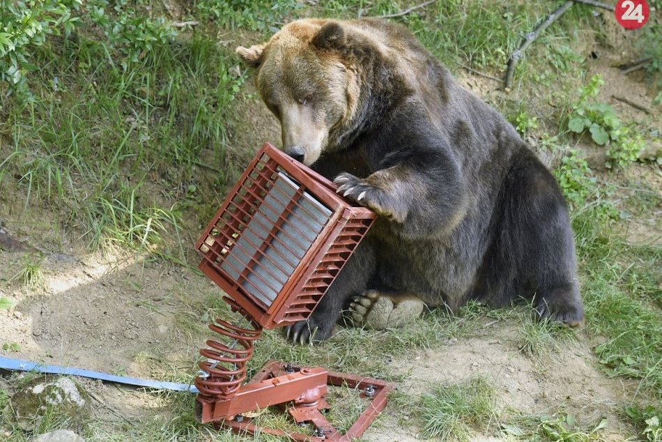 Medveď testuje v košickej zoo